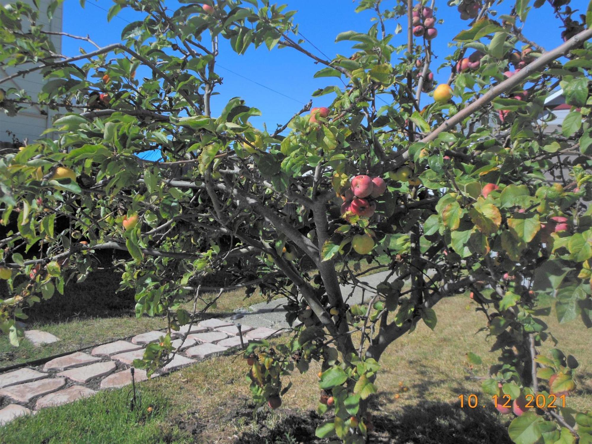 Alameda 2Br 2Ba House, Ac, Near Ferry To San Francisco, 2 Free Parking Spaces Екстер'єр фото